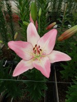 [5130 Couplet VZ No02.JPG]